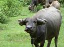 Veel... heel veel waterbuffels in Laos!