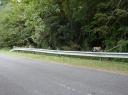De vele nieuwsgierige aapjes van Langkawi