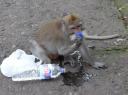 Fles uit handen van Ing gejat... :-)