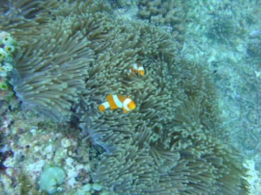 Finding Nemo... & co!