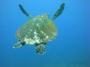WAT EEN WERELDFOTO!! De Green Sea Turtle.
