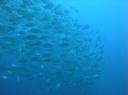 School of Jacks