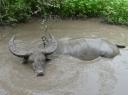 Deze Waterbuffels worden door Komodo's gegeten!!