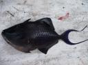 Verse triggerfish voor het avondmaal