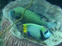Een Angelfish (met bril) en ...? Erg gave foto iig