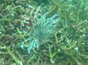 Een Lionfish... mooie vis, maar giftig!