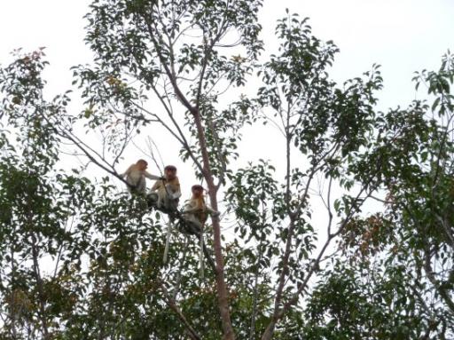 Probiscius Monkeys - ofwel Neusapen