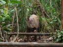 Wild Boar (Wild Zwijn)