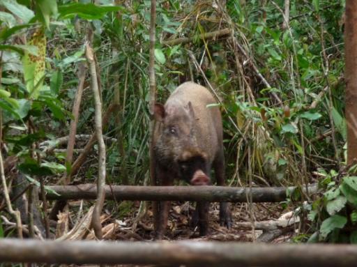 Wild Boar (Wild Zwijn)