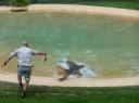 Croc attack!