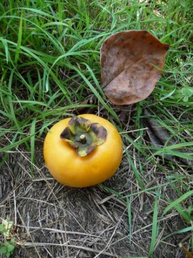De persimmon vrucht