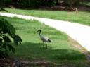 'Dibis' de Ibis
