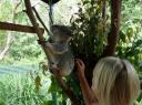 Ing + Koala