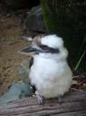 Kookaburra!!!