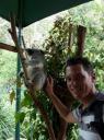 Mooie beesten die koala's