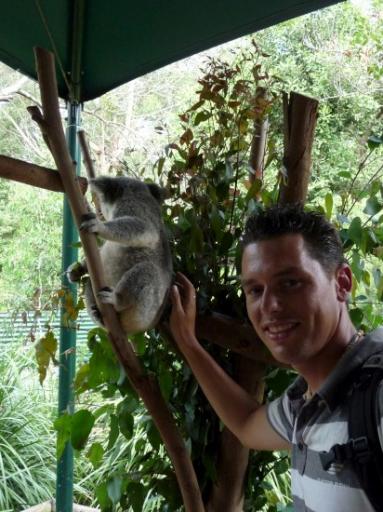Mooie beesten die koala's