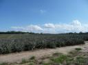 Pineapple veld