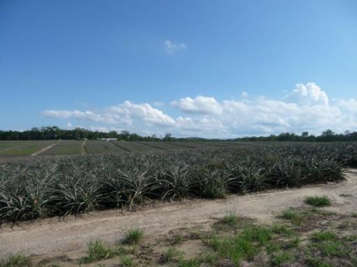 Pineapple veld