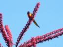 Rainbow Lorikiet - Beerburrum