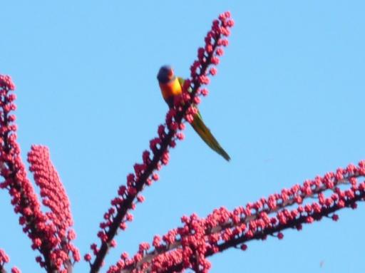 Rainbow Lorikiet - Beerburrum