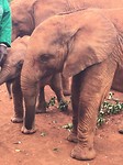 olifant