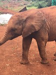 olifant