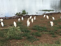 vogels