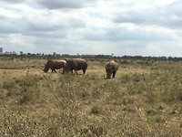 neushoorns