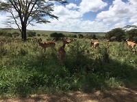 antilopen