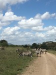 zebra's