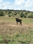 buffel