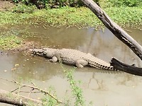 krokodil
