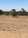 safari