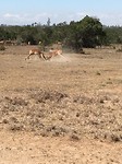 safari