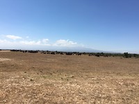 safari