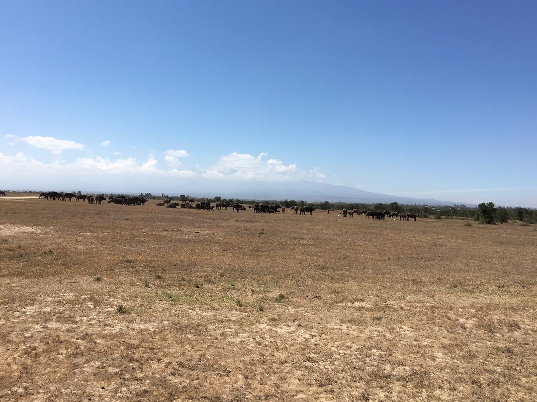 safari