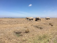 safari