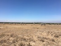 safari