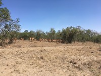 safari