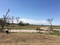 safari
