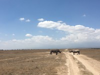 safari