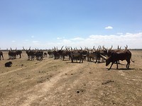 safari