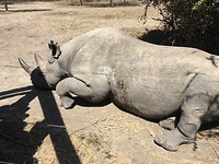 safari