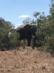 safari