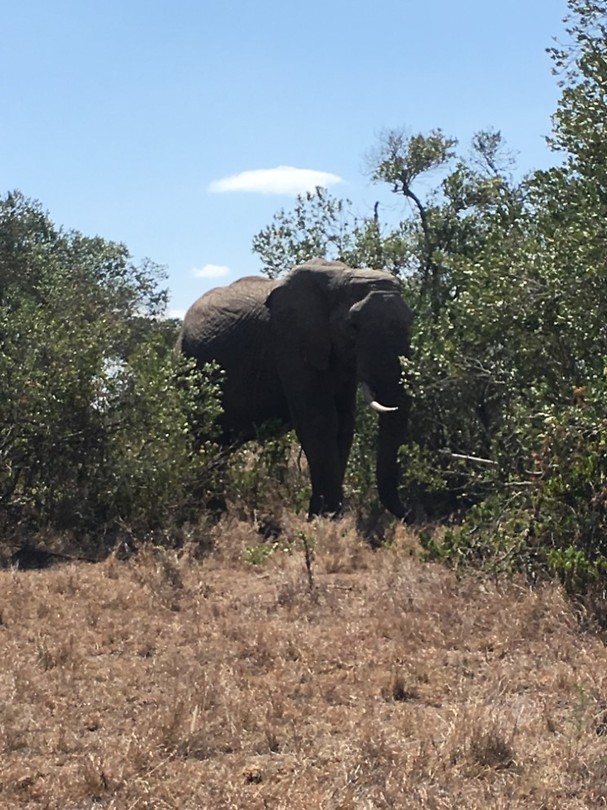 safari