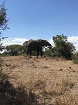 safari