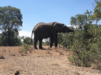 safari