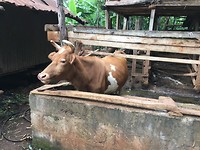 koe bij tante