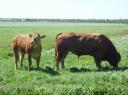 Aetsveldroute, ups, bulls!!!