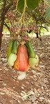 Cashew noten aan de boom